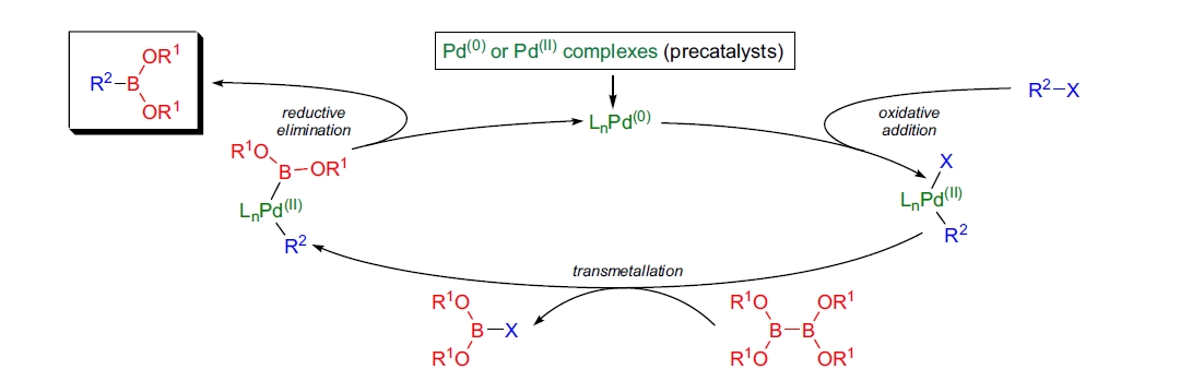 Miyaura 硼化反应的机理